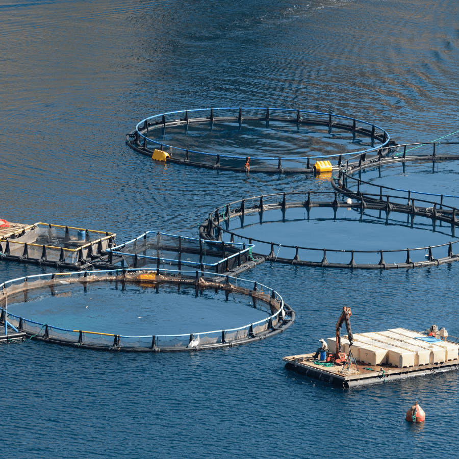 Aplicaciones del ozono agua salada ultravioleta soplantes levitacion y filtracion en sistema de recirculacion ras