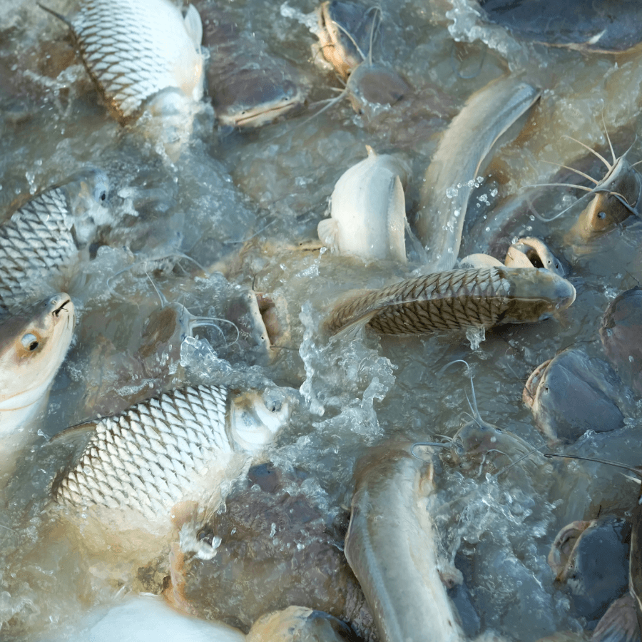 Aplicaciones del ozono ultravioleta soplantes levitacion y filtracion en sistema de recirculacion ras para todo tipo de peces